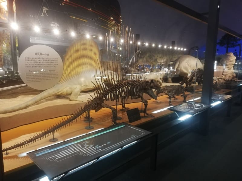 哺乳類への道－単弓類の進化