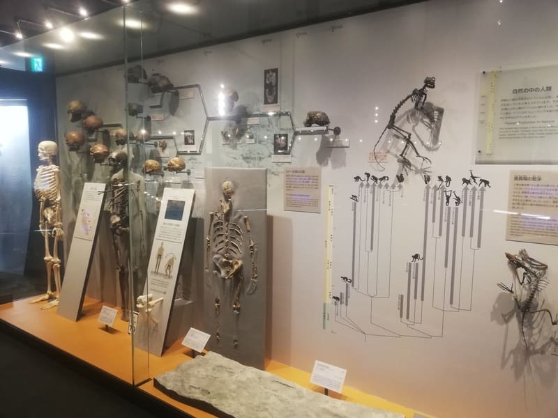 自然の中の人類