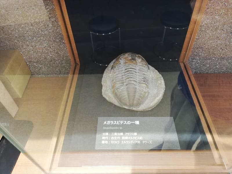 メガラスピデスの一種