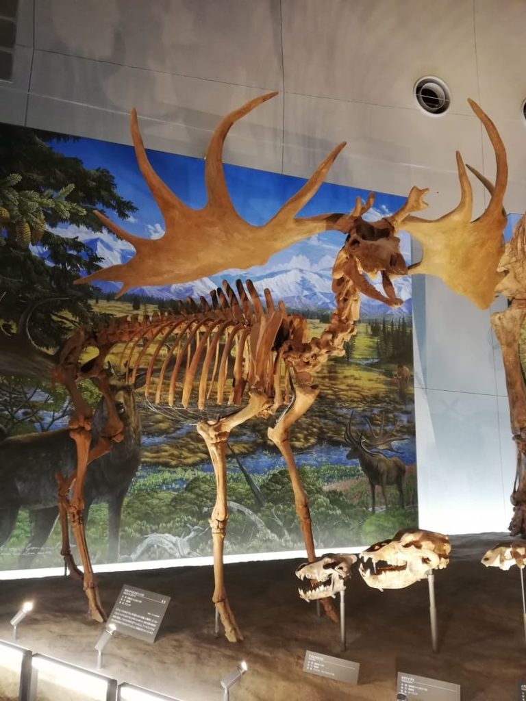 ギガンテウスオオツノジカ