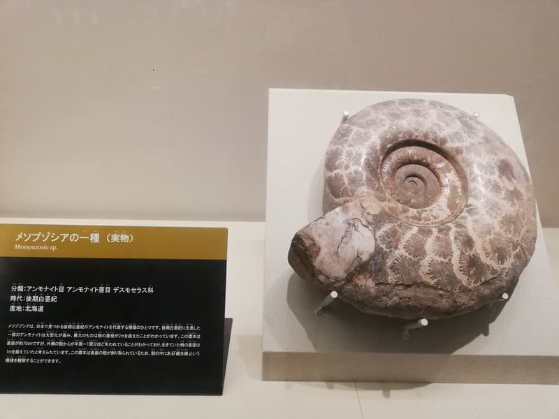 メソプゾシアの一種