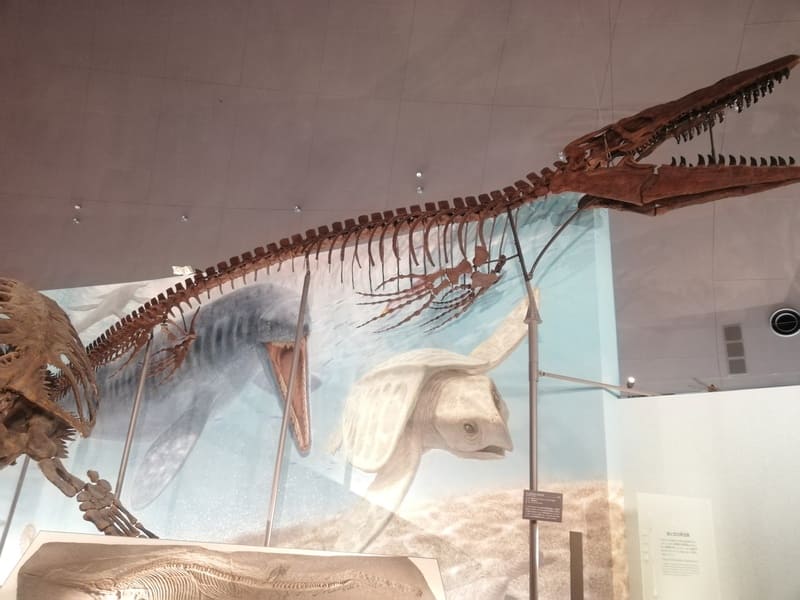 中生代 ティロサウルス