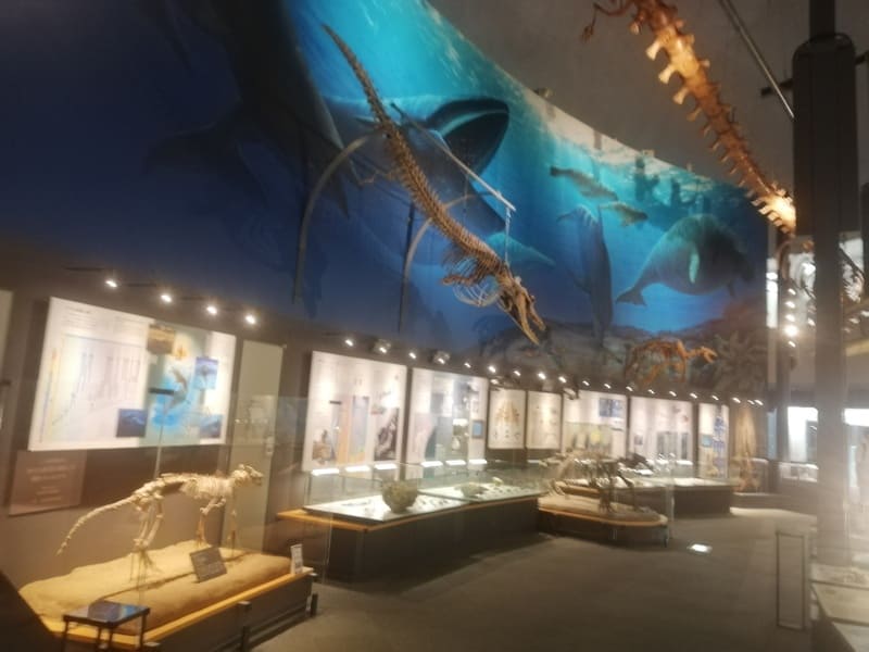 哺乳類時代の海