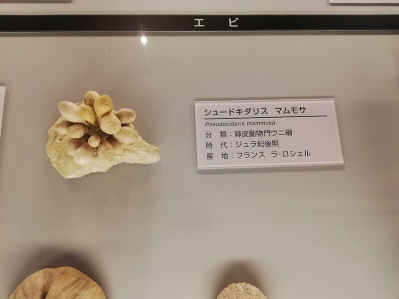 シュードキダリス