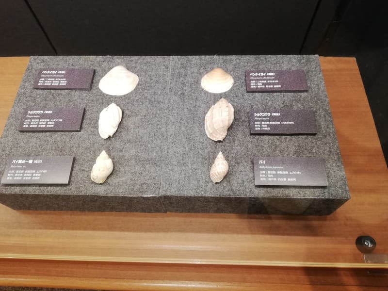 ベンケイガイ、ショクコウラ、バイ属の一種化石と現在の比較