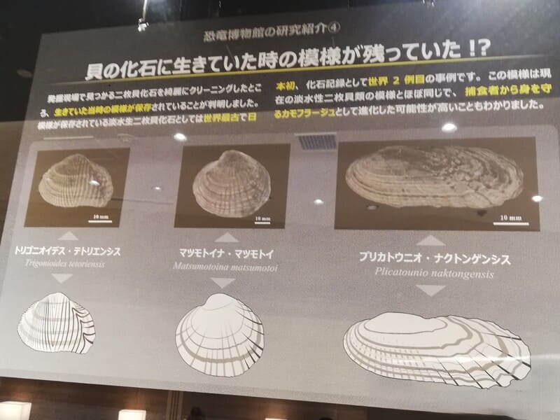 貝の化石に生きていた時の模様が残っていた！？