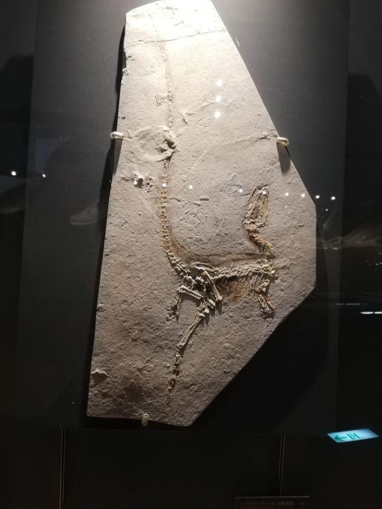 シノサウロプテリクス