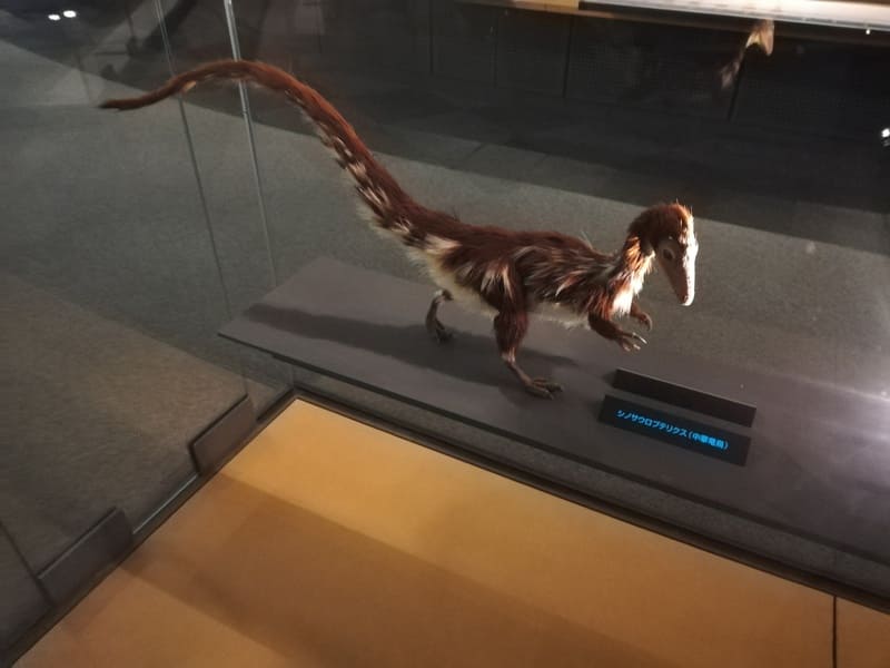 シノサウロプテリクス復元模型