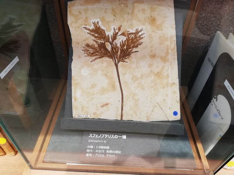 スフェノプテリスの一種