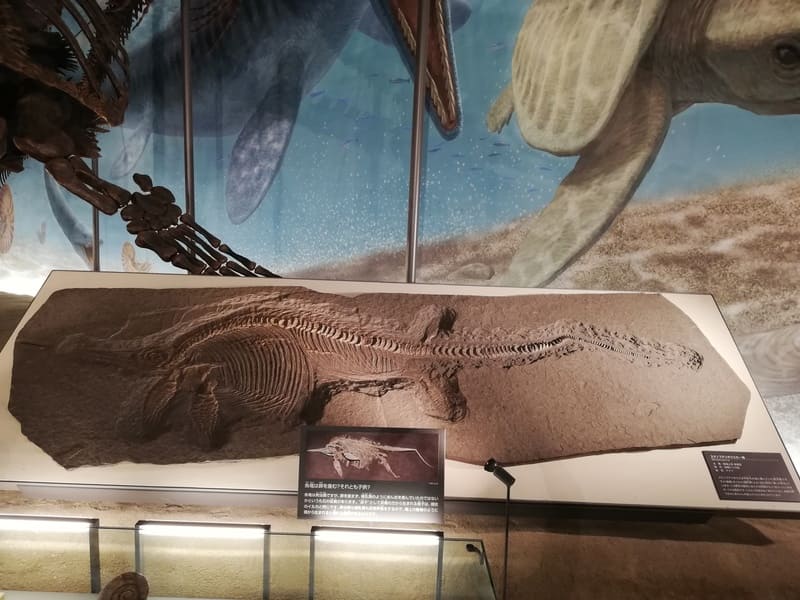 ステノプテリギウス