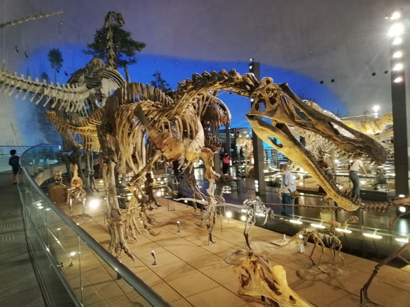 スロープから見たスコミムス