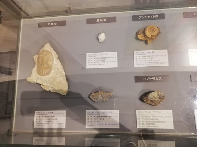 海の中の示準化石