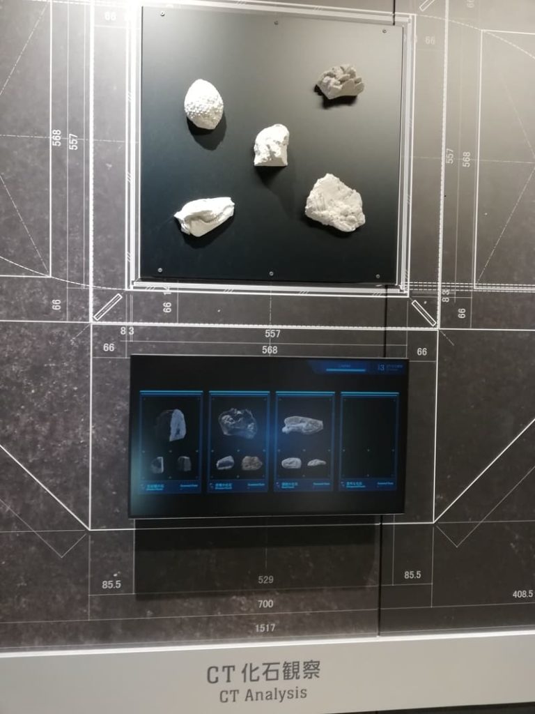 CT化石観察