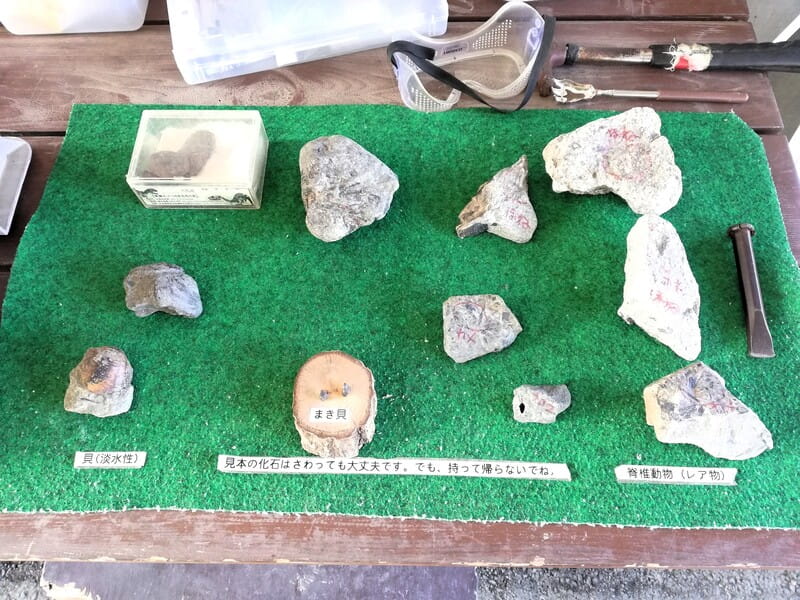 どきどき恐竜発掘ランドの化石見本