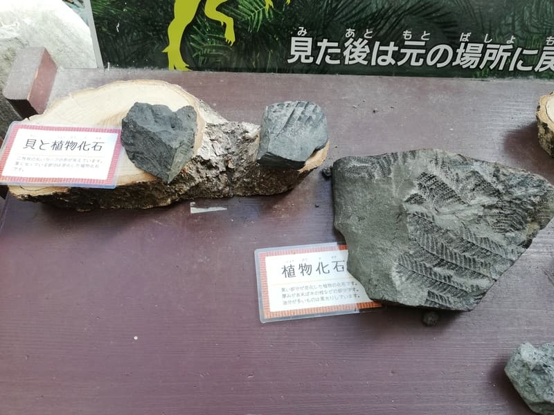 どきどき恐竜発掘ランドの待合いにある化石見本