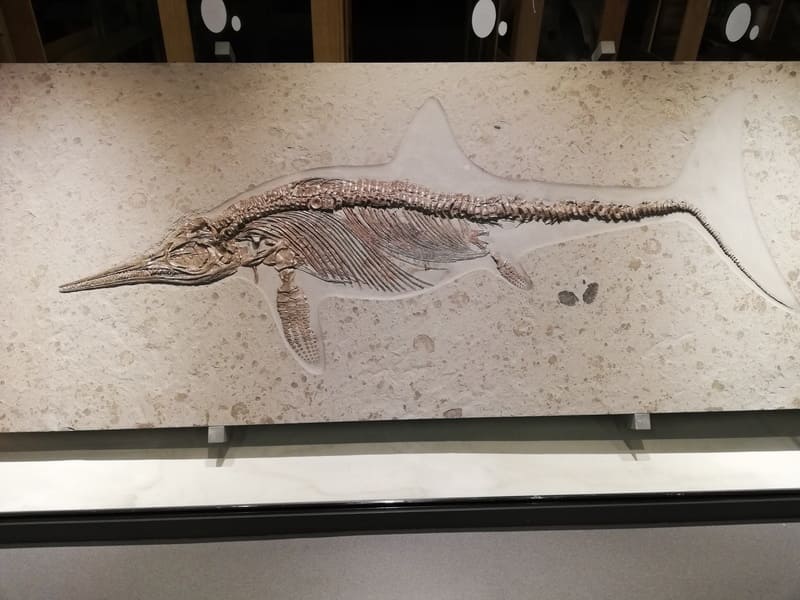 ステノプテリギウス