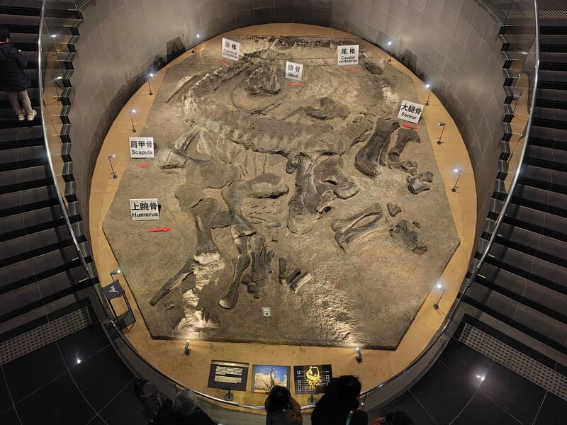福井県立恐竜博物館　カマラサウルス産状化石