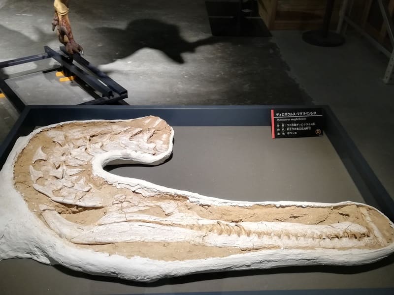 ディロサウルス実物