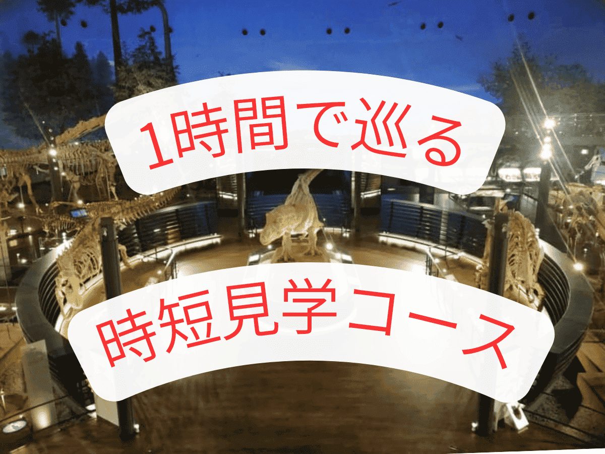 福井県立恐竜博物館　1時間　見学コース　モデルコース