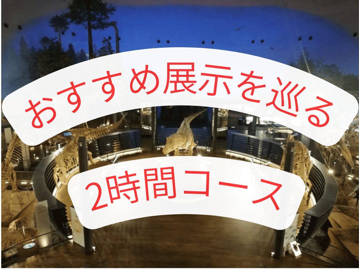 福井県立恐竜博物館　2時間　見学コース　モデルコース