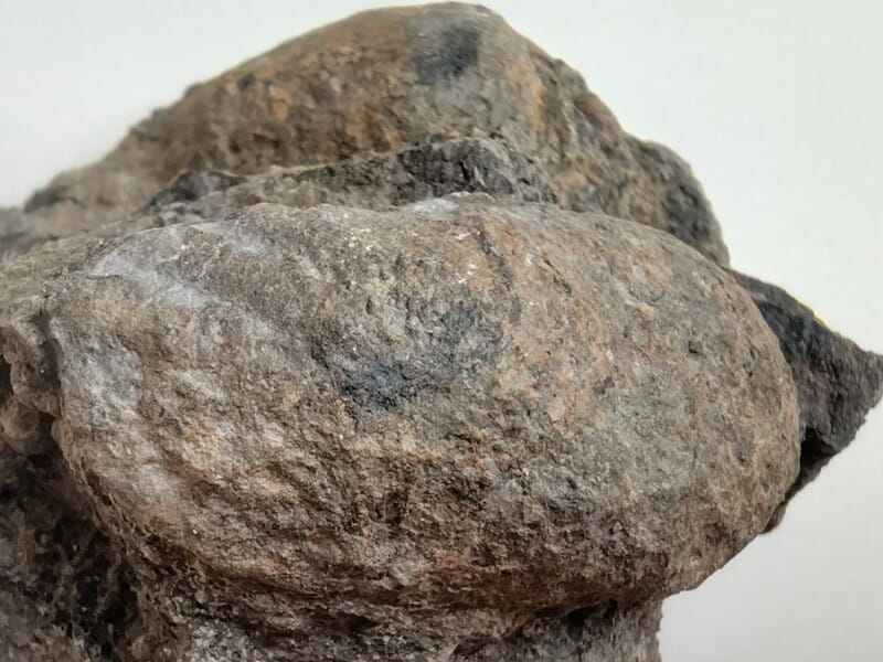 化石発掘体験　プリカトウニオ　貝化石