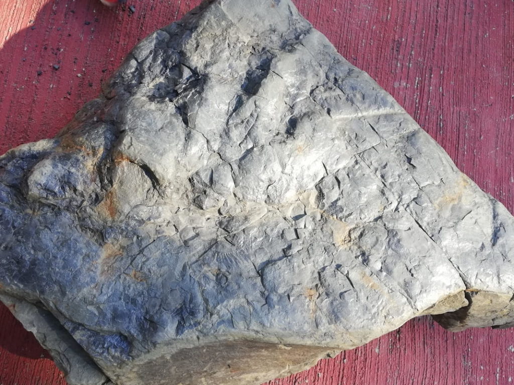 実物の足跡化石