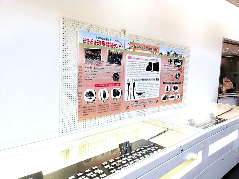 福井県立恐竜博物館　野外恐竜博物館　どきどき恐竜発掘ランド　レア化石　展示