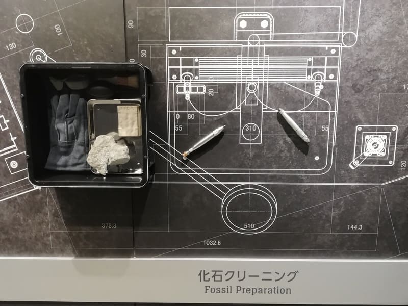 化石クリーニング