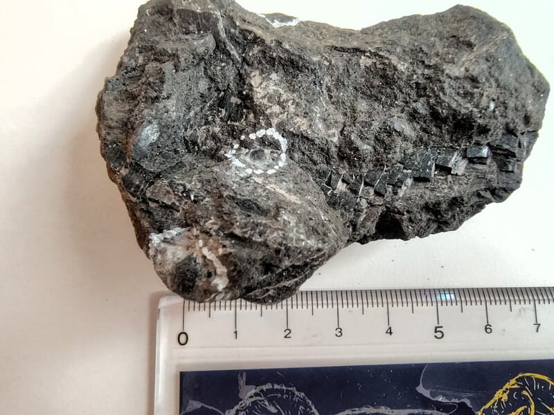 植物化石が入った石