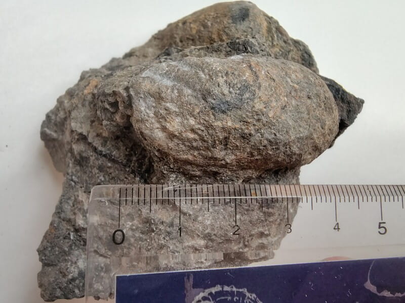 野外恐竜博物館　貝化石