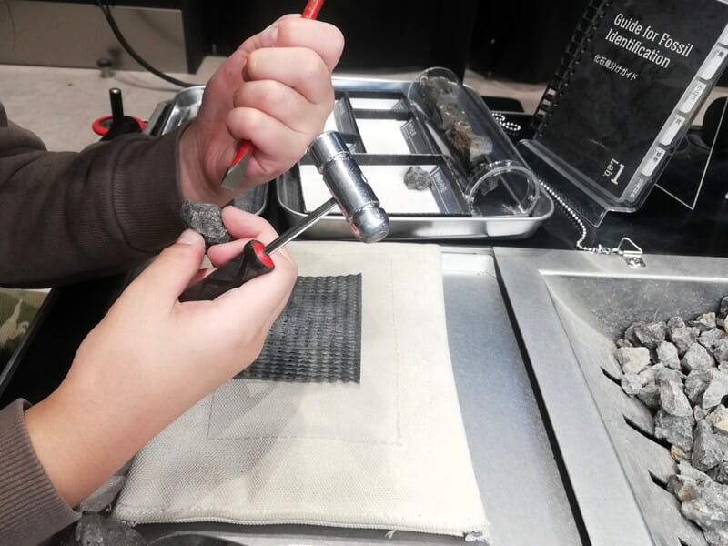 化石研究体験　化石を見分ける