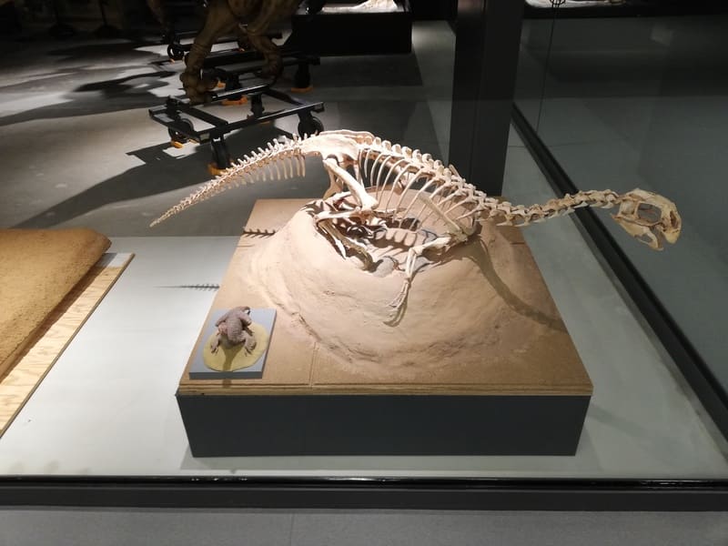 抱卵するコンコラプトル