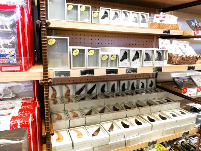 レプリカ化石（トリケラトプスの歯、アロサウルスのかぎ爪、ティラノサウルスの歯、スピノサウルスの歯）/化石ケース