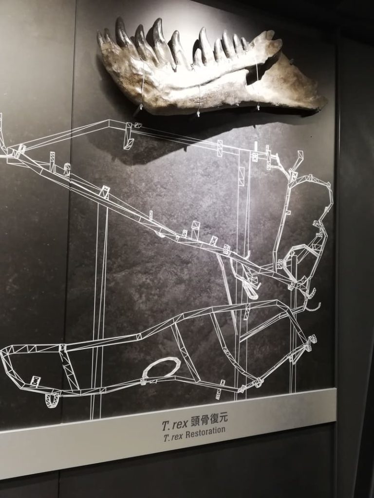 化石研究体験前の展示