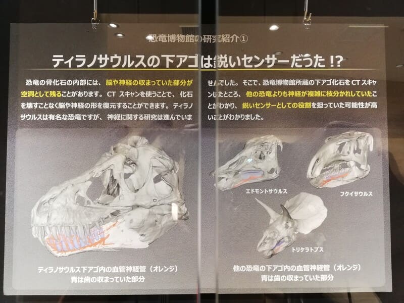 ダイノライブラリー　最新研究　ティラノサウルスのアゴは鋭いせんさーだった？！