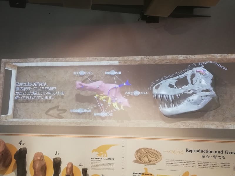 ダイノライブラリー　ティラノサウルス　脳のエンドキャスト　プロジェクションマッピング