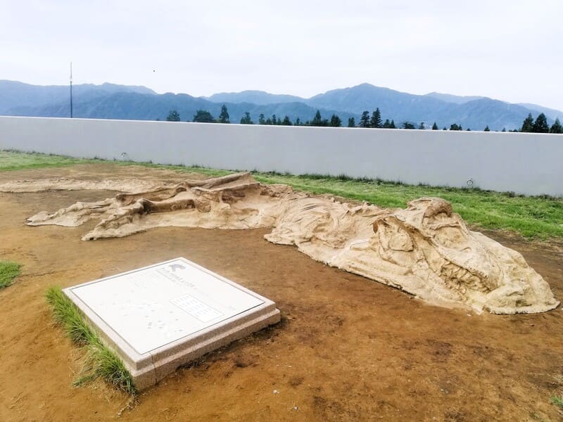 新館屋上 ティラノサウルスの産状化石