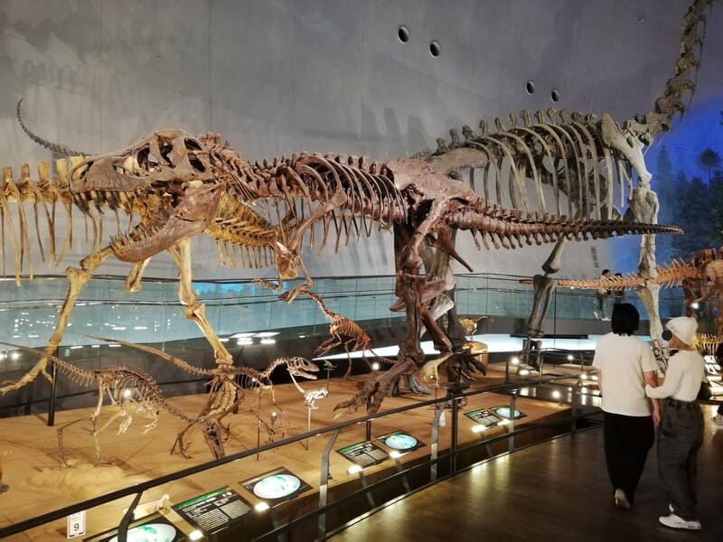 福井県立恐竜博物館　ティラノサウルス　全身骨格
