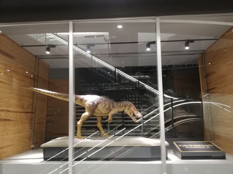 新館　見える収蔵庫　ティラノサウルス