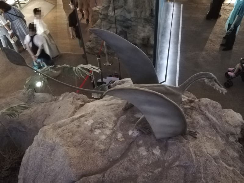 上から見たアングスチナリプテルス