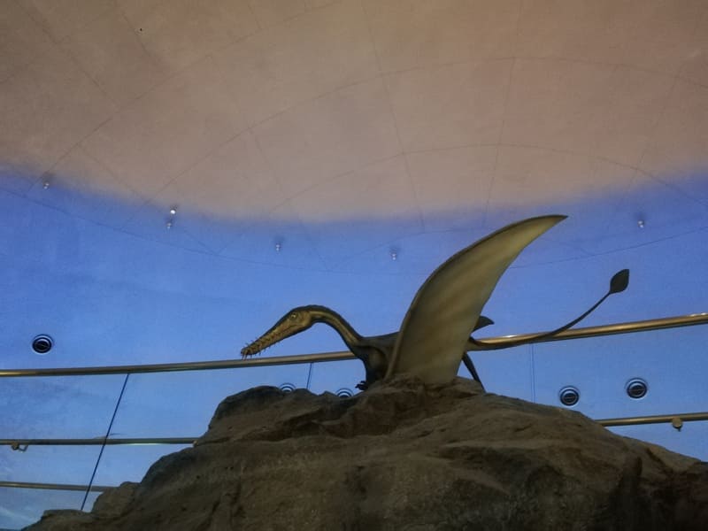 アングスチナリプテルス