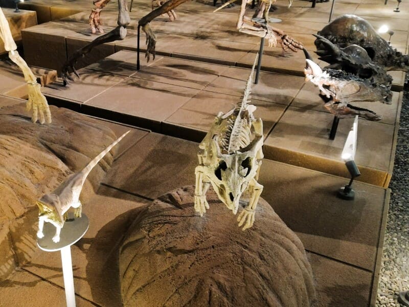 アーケオケラトプス 