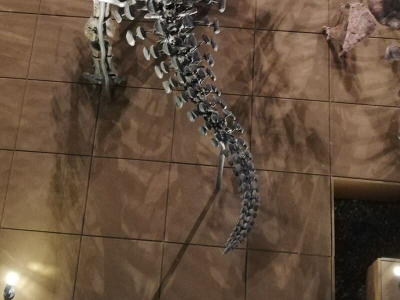 デンバーサウルスの尾