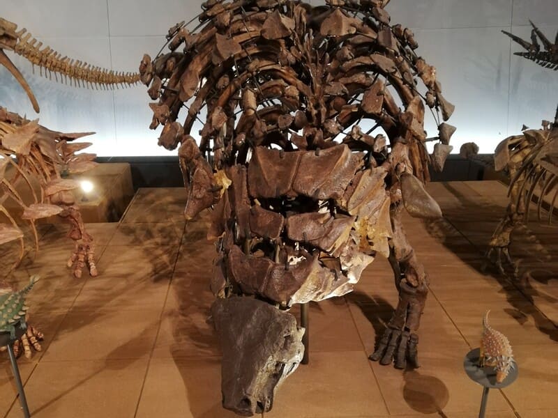 デンバーサウルスの一種