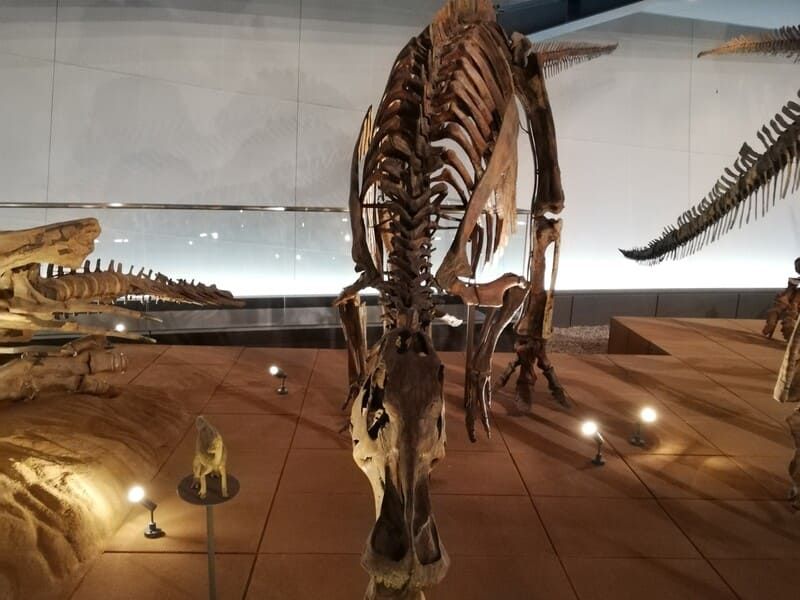 エドモントサウルス