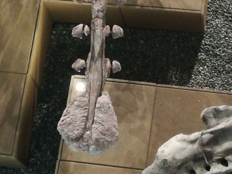 ジンユンペルタの尾