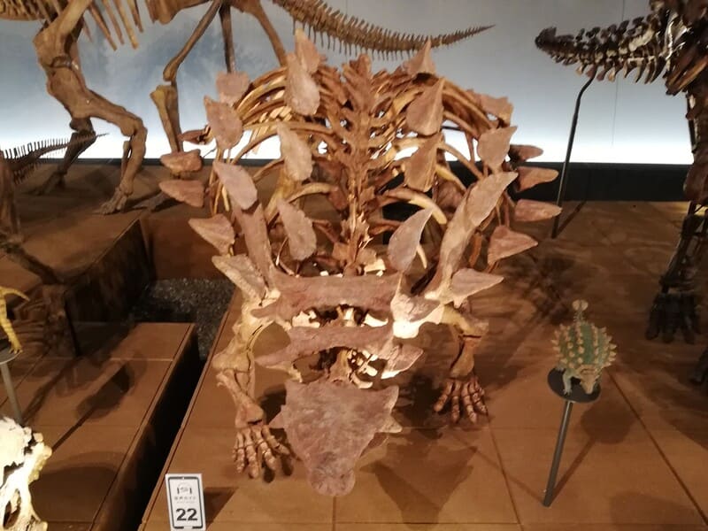 ジンユンペルタ