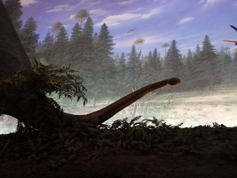 オメイサウルスの尾