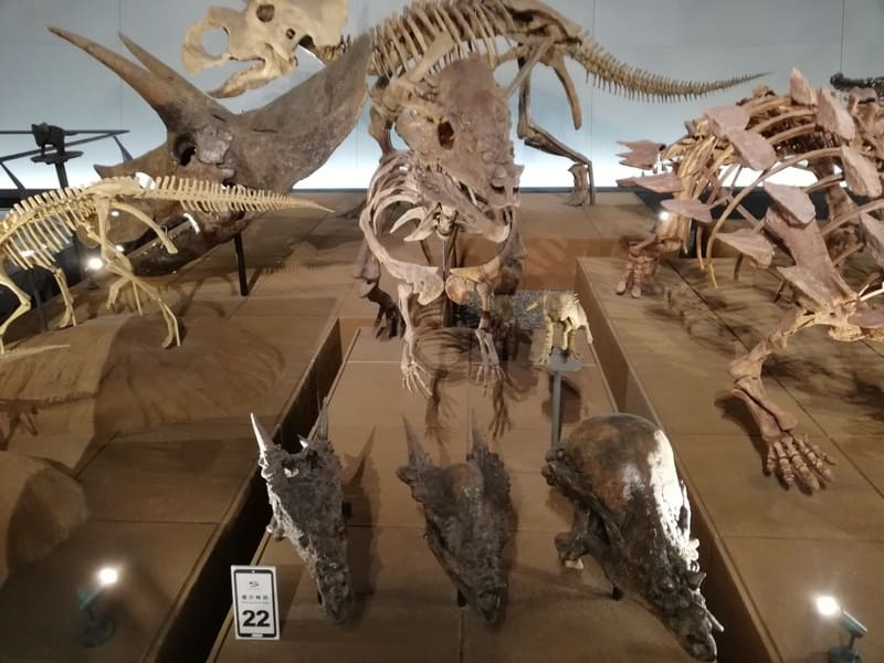 パキケファロサウルスの一種