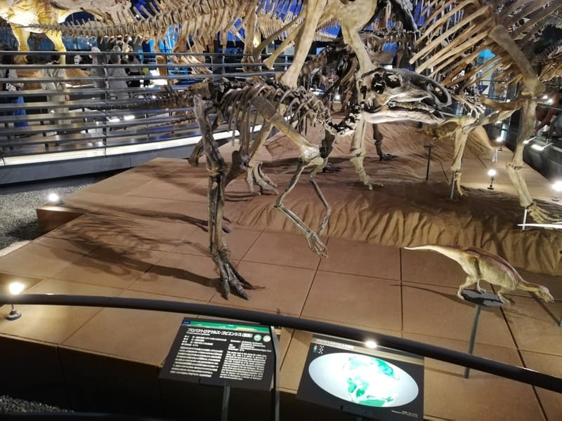 プロバクトロサウルス